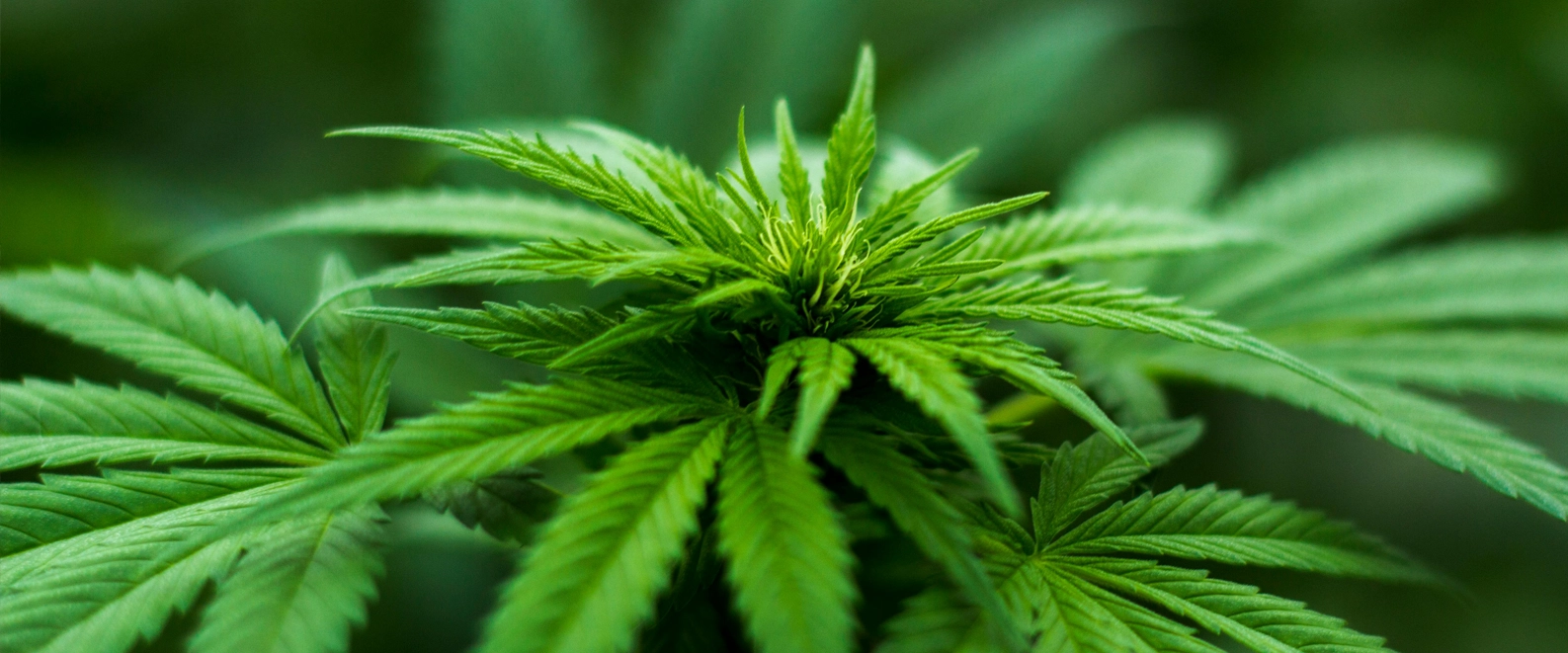 Neuer THC-Grenzwert führt zu Freispruch in Dortmund
